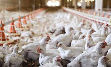 كوردستان تمنع استيراد الدجاج من 27 دولة