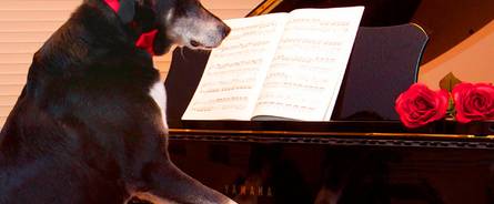 بالفيديو.. كلب يعزف على البيانو!