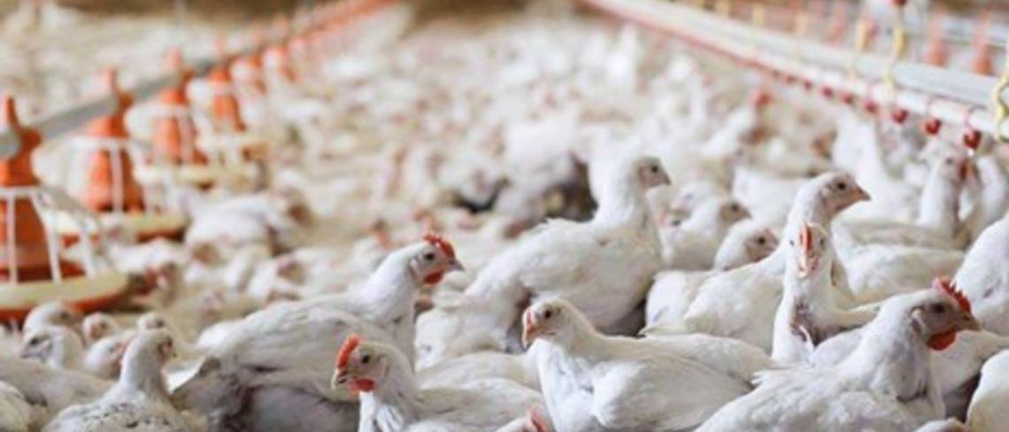 كوردستان تمنع استيراد الدجاج من 27 دولة